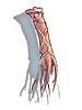 Icon of Tendon
