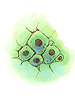Icon of Single Cell