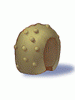 Icon of Round Shell