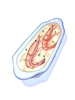 Icon of Chile Shrimp Gratin