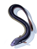 Icon of Eel