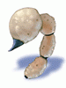 Icon of Tail of Steel Scorpion