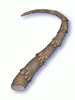 Icon of Tough Scalelike Stem