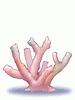Icon of Coral Reef