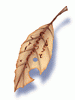 Icon of Bookclip in Memory
