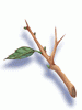 Icon of Young Twig