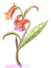 Icon of Aloe