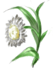 Icon of Ment