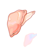 Icon of Clam Flesh